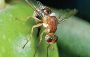 کنترل مگس زیتون از زمستان؛ نسخه علمی برای نجات باغ‌های گیلان