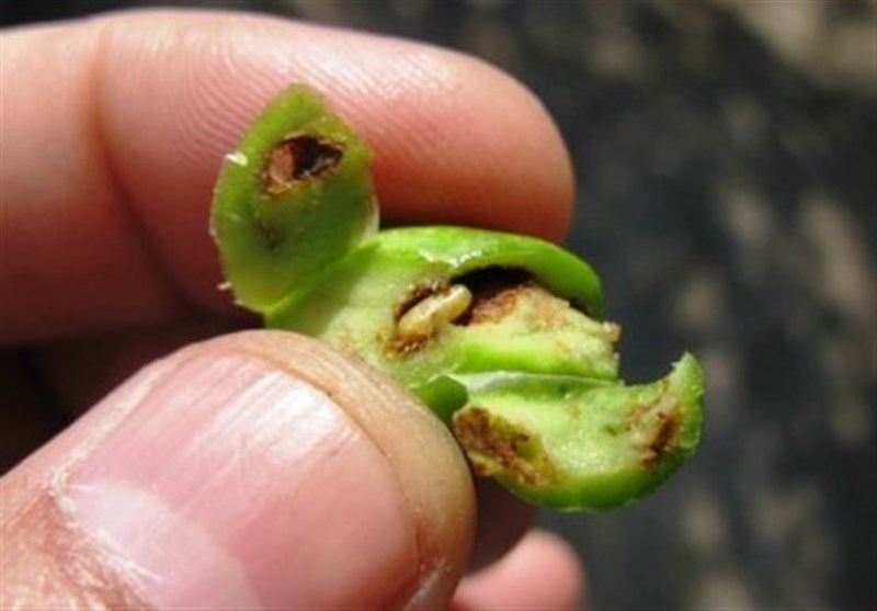 کنترل مگس زیتون از زمستان؛ نسخه علمی برای نجات باغهای گیلان اخبار رشت , اخبار استان گیلان , کشاورزی ,