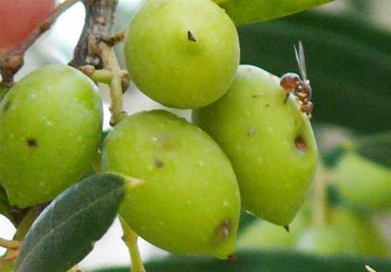 کنترل مگس زیتون از زمستان؛ نسخه علمی برای نجات باغهای گیلان اخبار رشت , اخبار استان گیلان , کشاورزی ,