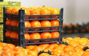 آغاز توزیع میوه ویژه ایام پایانی سال با نرخ تنظیم بازاری در هرمزگان