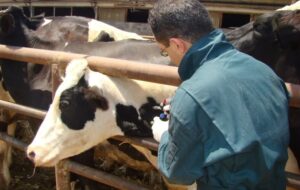 ارائه 136 هزار خدمت رایگان دامپزشکی در رزمایش‌های سیستان و بلوچستان