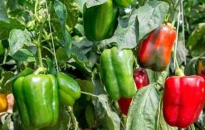 افزایش 56 درصدی صادرات محصولات کشاورزی از چهارمحال و بختیاری