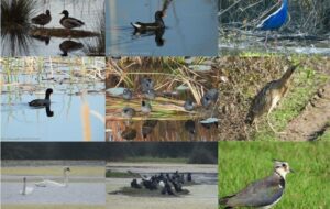 تالاب بوجاق میزبان قوی‌ها و پلیکان‌های مهاجر