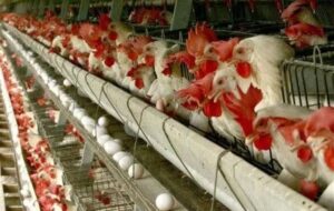 تولید بیش از 90 تن گوشت مرغ در زابل همزمان با آغاز سال جدید