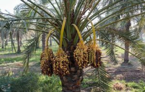 تولید سالانه بیش از 10 هزار تن خرما در نخلستان‌های خاش