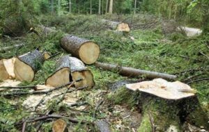 حضور یگان‌های حفاظت گلستان در عرصه‌های جنگلی/لزوم رعایت نکات ایمنی