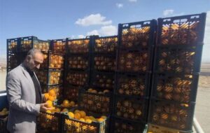 نظارت کامل بر زنجیره تأمین تا توزیع میوه شب عید در خراسان جنوبی