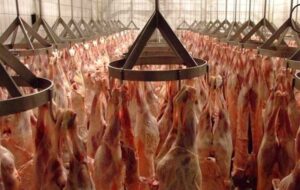 ورود گوشت حاصل از کشتار 3200 رأس دام به بازار سیستان و بلوچستان