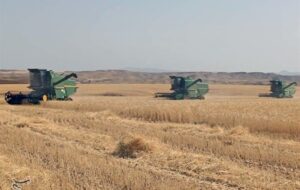 پیش‌بینی خرید تضمینی 600 هزار تن گندم در استان کرمانشاه