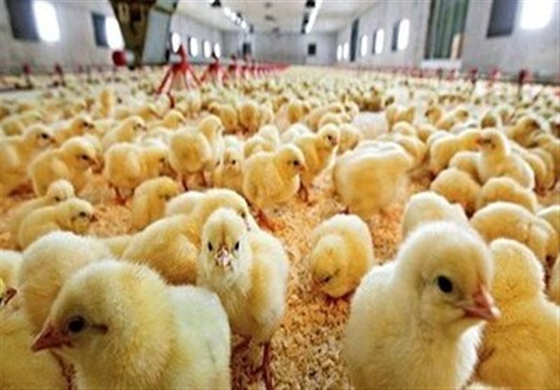 اخبار استان خراسان جنوبی , بازار , تورم , 