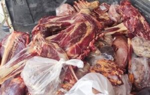 کشف و ضبط بیش از یک تن فرآورده خام دامی غیربهداشتی در زاهدان