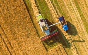 آغاز خرید تضمینی گندم در هرمزگان؛ تحویل هزار تن محصول به مراکز خرید