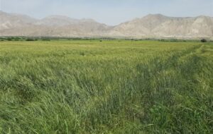 آمادگی کامل برای خرید تضمینی 85 هزار تن گندم دراستان سمنان