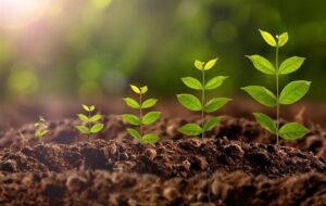 اجرای پویش «سرو ایران» در البرز؛ ادای دین به شهدا و طبیعت