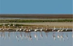 احیای تالاب بین‌المللی گاوخونی کلید خورد؛ اجرای پروژه تا 2028