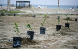 امضای تفاهم‌نامه همکاری تولید نهال و نهالکاری در سیستان و بلوچستان