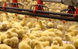 انجام 300 هزار قطعه جوجه‌ریزی در 10 روز اول امسال در کرمانشاه