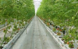 برداشت 10 هزار تن محصولات گلخانه‌ای در میناب از آغاز فصل