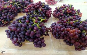 برداشت انگور بی‌هسته از گلخانه‌های شهرستان سامان