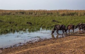 تأمین حقابه هورالعظیم با انتقال آب از کارون و کرخه
