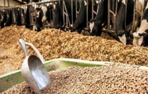 تأمین و توزیع گسترده نهاده‌های دامی در مازندران