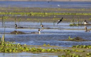تالاب انزلی میزبان هزاران جفت پرنده مهاجر