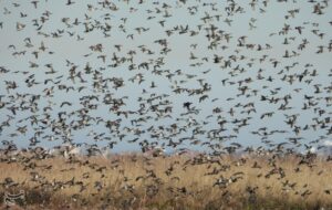 تالاب‌های گیلان میزبان سه گروه پرندگان مهاجر