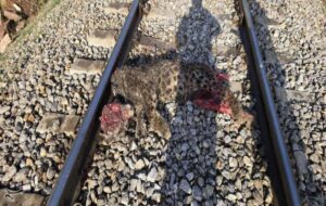 تلف شدن پلنگ ایرانی در برخورد با قطار در فیروزکوه/ بررسی علت حادثه