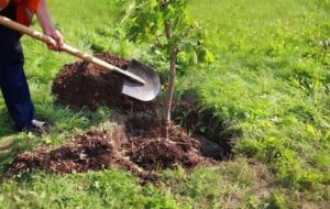 توزیع و کاشت بیش از 110 هزار نهال در پویش سرو ایران استان مرکزی