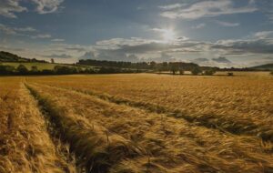 توسعه کشاورزی حفاظتی جزو سیاست‌های جهاد کشاورزی است