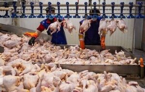 تولید بیش از 30 هزار تن گوشت مرغ در چهارمحال و بختیاری