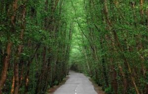 جاده دالخانی – رامسر در روز طبیعت یک‌طرفه شد