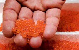 جهش تولید در پرورش آبزیان در اردبیل