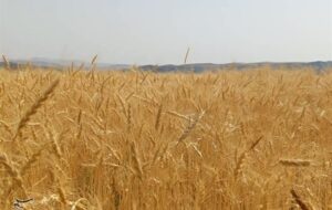 خرید گندم به قیمت تضمینی 495 هزار ریال در خراسان رضوی