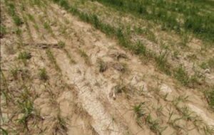 خسارت 9 همتی به کشاورزی خوزستان در بارندگی‌های اخیر