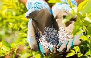 راهکار عبور از چالش کودهای شیمیایی چیست؟