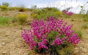 رستاخیز سبز در کالبد کویر؛ وقتی باران نسخه «داروخانه طبیعت» را پیچید