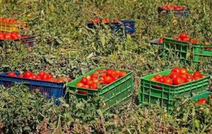 روزانه 1500 تن گوجه‌فرنگی از مزارع استان بوشهر برداشت می‌شود
