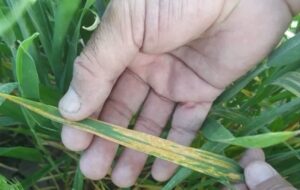 زارعان اردبیلی مراقب «زنگ زرد» گندم باشند