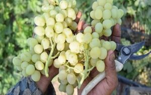زنگ خطر برای انگور شاهرود؛ تغییر اقلیم الگوی باغداری را به چالش کشید