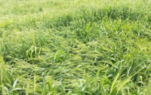 سوخت بهاره کشاورزان کردستان تأمین شد؛ شرط دریافت چیست؟