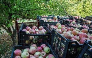 شاهرود چگونه به قطب باغداری تبدیل شد؟