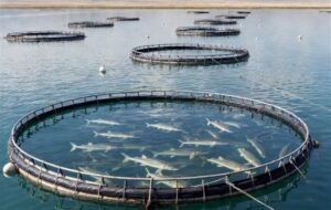 صادرات 6 هزار تُن خوراک آبزیان و 15 تُن ماهی از اصفهان