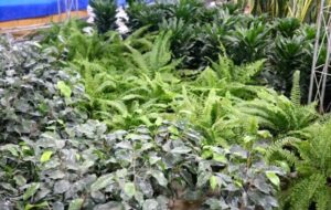 صادرات گل و گیاهان زینتی محلات به ترکمنستان