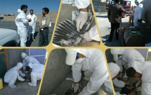 طرح ملی پایش آنفولانزای پرندگان بر روی 19 هزار طیور خراسان رضوی