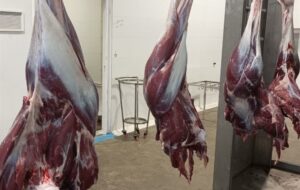 عرضه بیش از 5600 تن گوشت مرغ گرم در هرمزگان از ابتدای سال