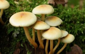 قارچ‌های مرگبار در کمین بهار کردستان؛ 24 نفر مسموم شدند