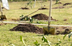 لبیک به پیام رهبری در انزلی؛ کاشت نهال به یاد شهدای جنگ رمضان
