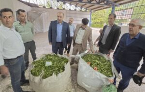 لنگرود رکورددار خرید برگ سبز چای در گیلان / 160 تن در 5 روز