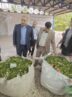 لنگرود رکورددار خرید برگ سبز چای در گیلان / 160 تن در 5 روز